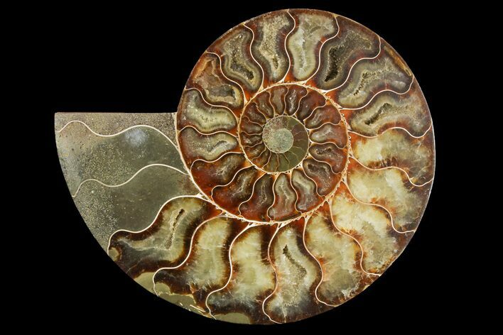 Cut & Polished Ammonite Fossil (Half) - Madagascar #158016